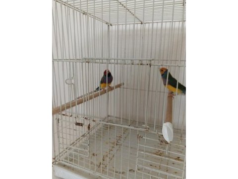 Golden finch
