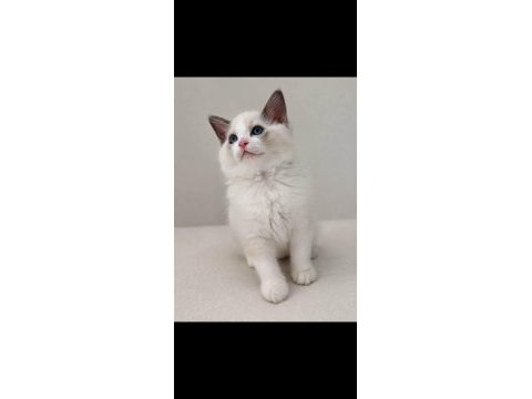 Ragdoll arayanlara özel bebekler
