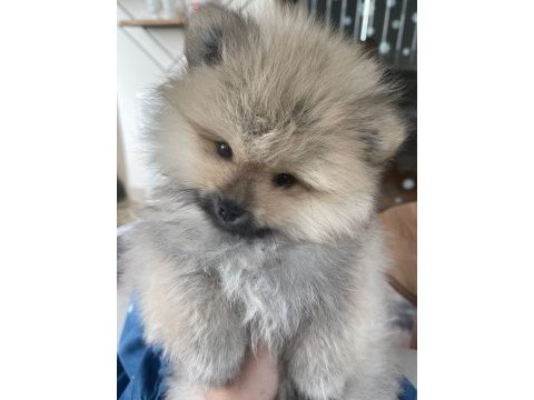 Pomeranian boo 3 aylık