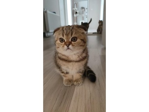 Scottish fold yavruları