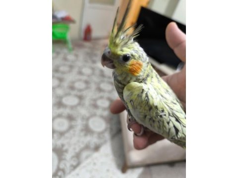 Sultan papağanı yavruları 2 aylık