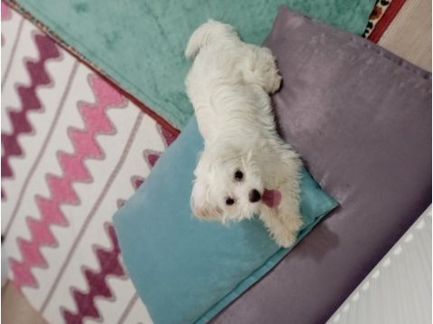 Maltese 8 aylık erkek