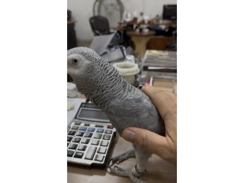 İlgilenemediğimden 4-5 kelime konuşan jako
