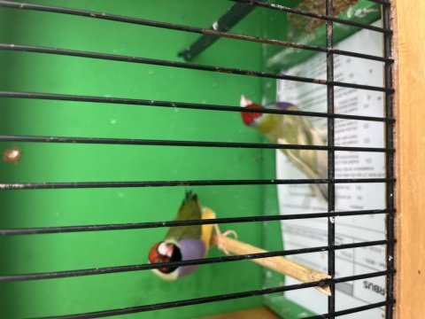 Goldian finch hazır takım