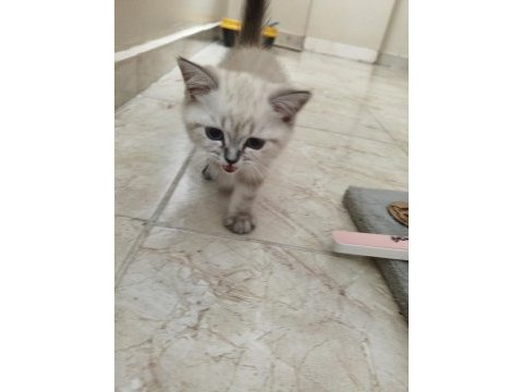 2 aylık british shorthair