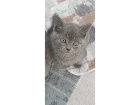 British shorthair yavrularımıza yuva arıyoruz