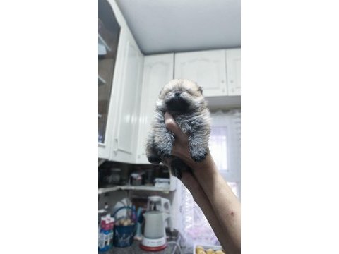 Pomeranian tospik yavrular