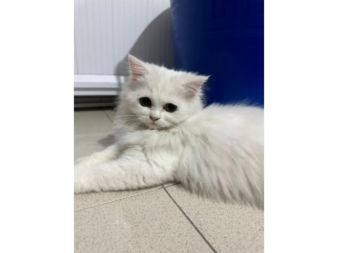 Dişi british longhair