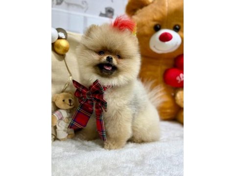Ayı surat pomeranian yavrularımız