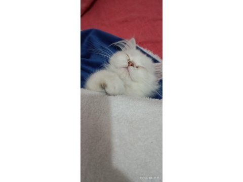 Yavru british longhair
