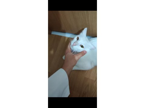 Ankara kedisi sahiplendirilecektir
