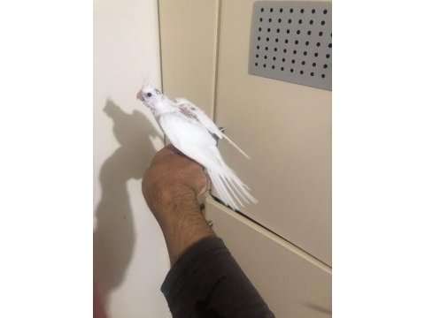 Ankara çankaya yeni yem yiyen sultan papağanı bebekler