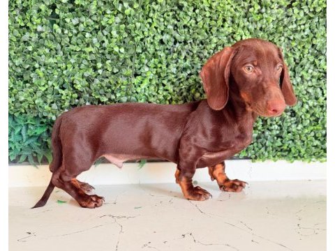 Choco tan ve black tan dachshund yavrular