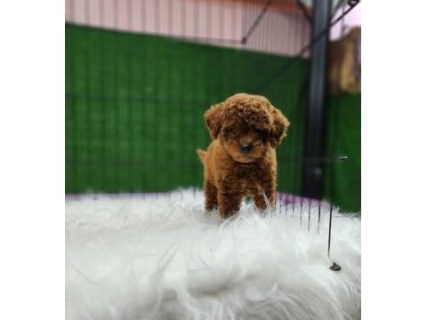 Poodle ailemize katılmak istemez misiniz