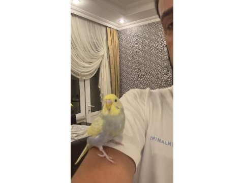 Uysal cana yakın ele kola alışık müthiş renk muhabbet kuşu