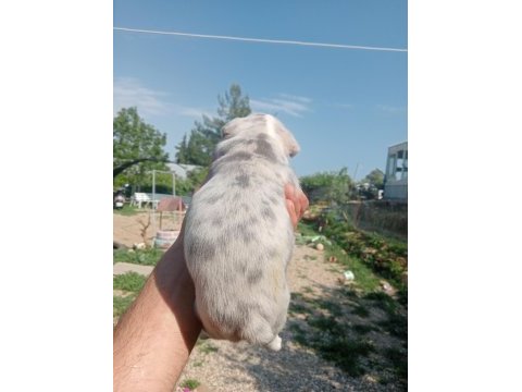 Aşılı karneli sağlık garantili french bulldog