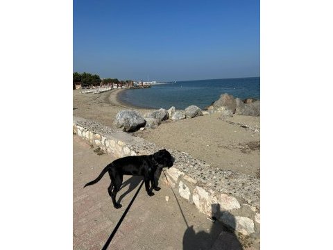 Altı aylık dişi labrador