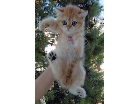 Safkan british shorthair yavrular