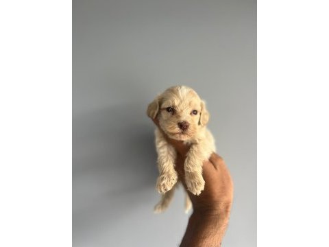 Terrier bebişlerimiz