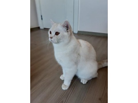 Erkek 1 yaşında scottish straight kedimiz