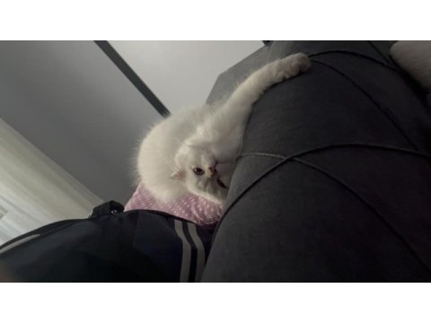British longhair kedimize yuva arıyoruz