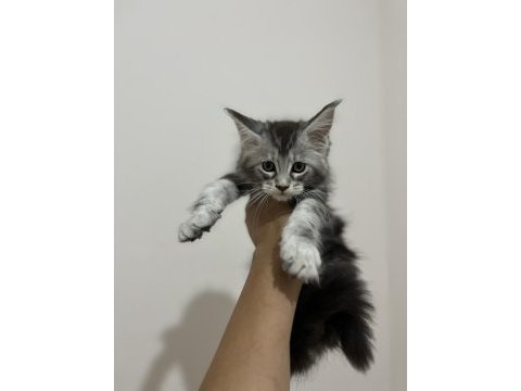 Şecere ve üretim izinli dev maine coon bebekler