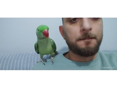 Full evcil dişi alexander papağanı ısırmaz