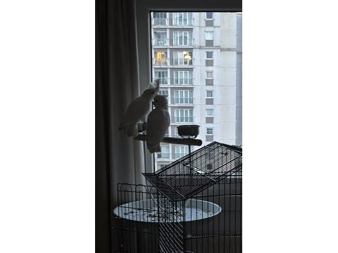 7 aylık kakadu (salomon adaları doğumlu belgeli cipli)