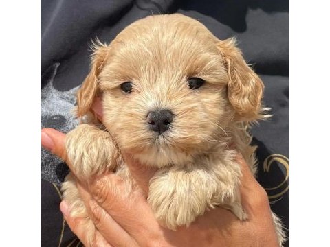 Dünya tatlısı maltipoo yavruları