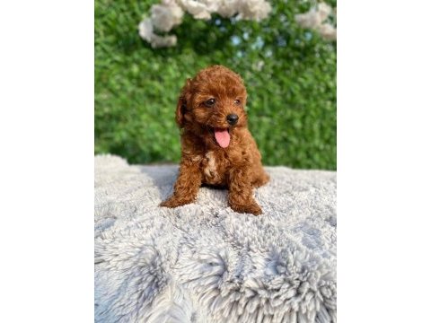 Toy poodle bebekler