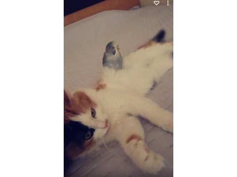 Kedi mi sahiplendiriyorum ücretsiz