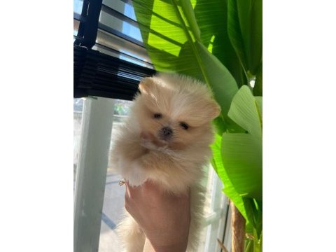 Pomeranian boo köpeği