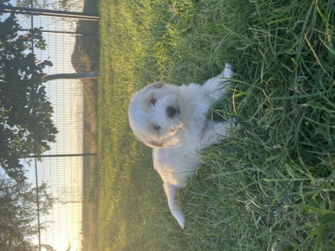 19.06.2023 tarihli terrier yavrular