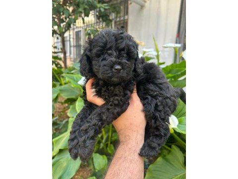 Toy poodle siyah