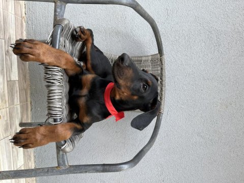 3.5 aylık son 4 dişi doberman
