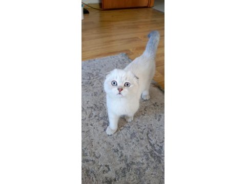 Bu güzel gözlü scottish fold prenses ailesini bekliyor