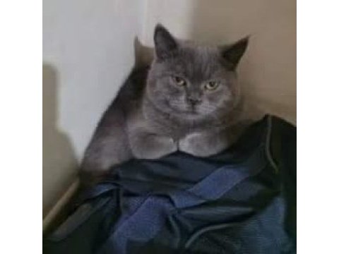 British shorthair 5 aylık erkek
