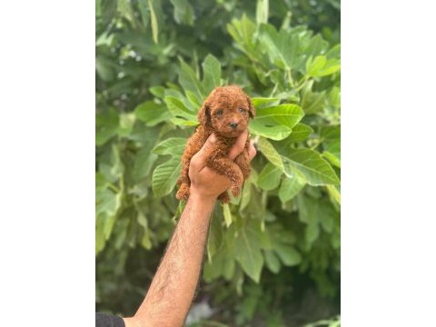 Irk garantili safkan toy poodle yavrum