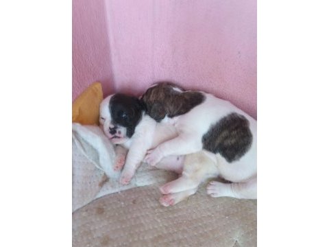 5 haftalık french bulldog yavrular