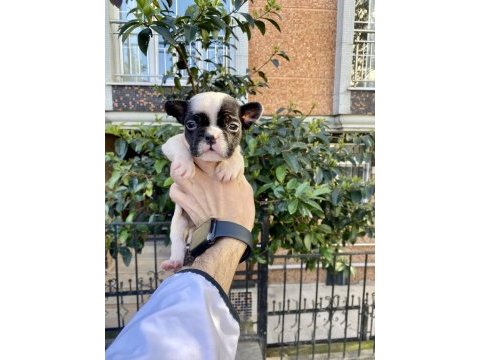 Sevimli minik şirin french bulldog yavrularımız