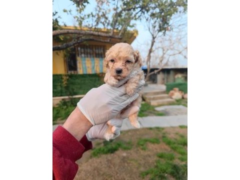 Orjinal maltipoo yavrular