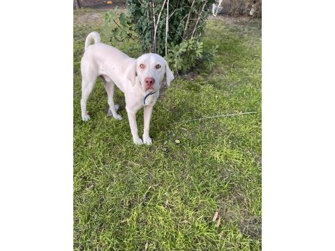 Köpeğimize yuva arıyoruz