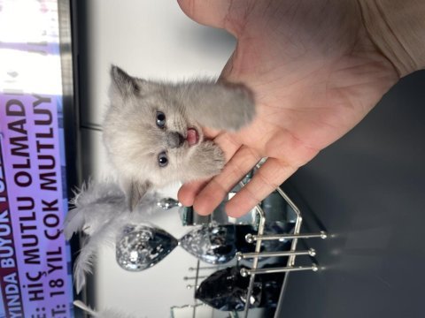 13 şubat doğumlu dişi ve erkek scottish fold
