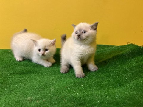 Pırıl pırıl blue point british shorthair bebekler