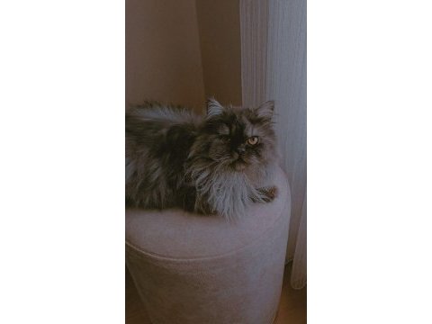 Erkek dişi chinchilla