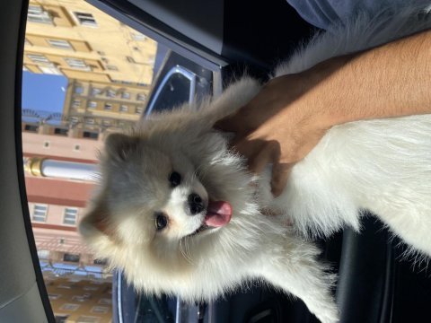 Pomeranian erkek uysal 1 yaşında