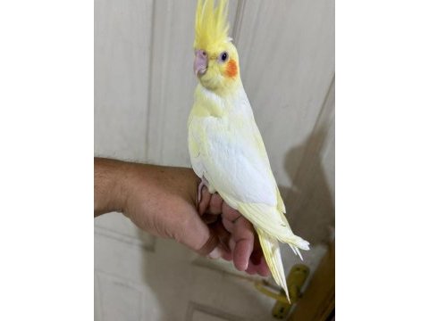 44 günlük uysal lutino bebek sultan papağanı