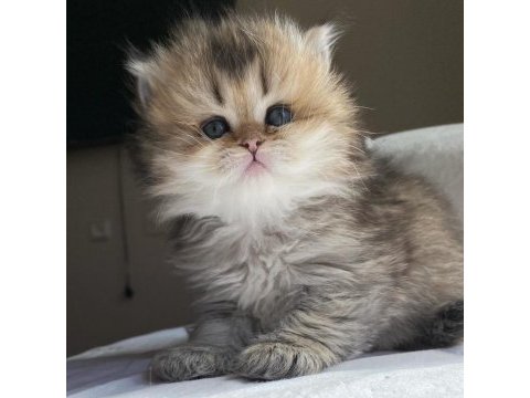 Blh ny25 british longhair bebeğimiz yeni ailesini bekliyor