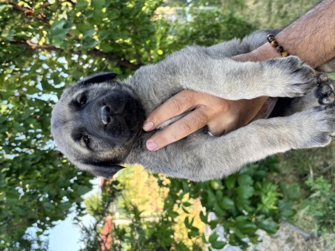 Safkan yavru kangal