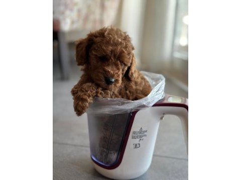 Toy poodle yavrularım